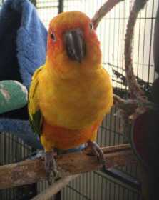 Lost Conure