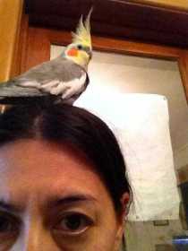 Lost Cockatiel