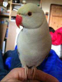 Lost Indian Ringneck Parakeet