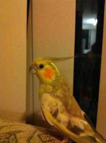 Lost Cockatiel