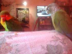 Lost Conure