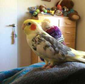 Lost Cockatiel