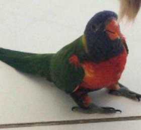 Lost Lory / Lorikeet