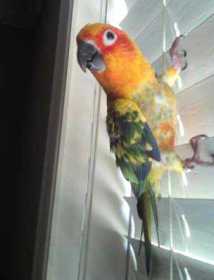 Lost Conure