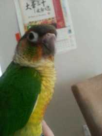 Lost Conure