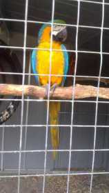 Lost Macaw