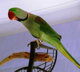 Lost Alexandrine