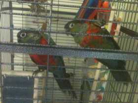 Lost Conure