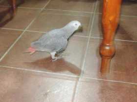 Lost African Grey