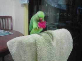 Lost Indian Ringneck Parakeet