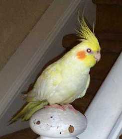 Lost Cockatiel