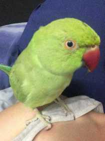 Lost Indian Ringneck Parakeet