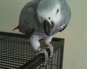 Lost African Grey