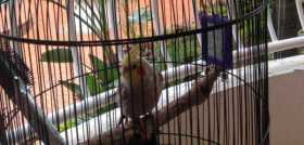 Lost Cockatiel
