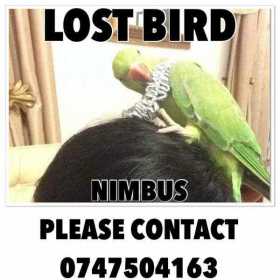 Lost Indian Ringneck Parakeet