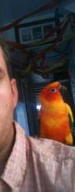 Lost Conure