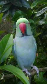 Lost Indian Ringneck Parakeet