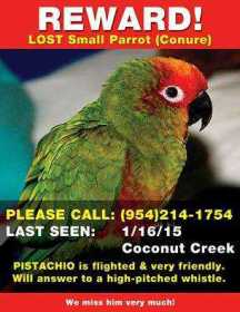 Lost Conure