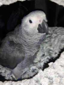 Lost African Grey