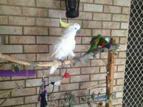 Lost Cockatoo