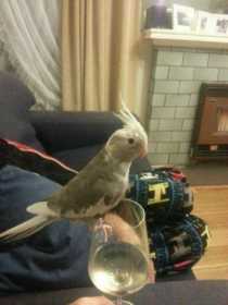 Lost Cockatiel