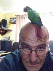 Lost Conure