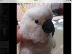 Lost Cockatoo