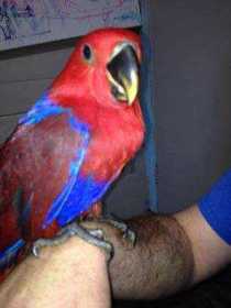 Lost Eclectus