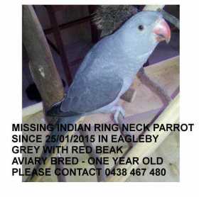 Lost Indian Ringneck Parakeet