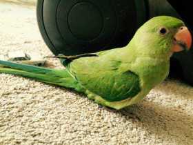 Lost Indian Ringneck Parakeet