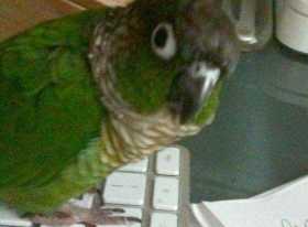 Lost Conure