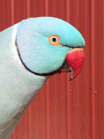 Lost Indian Ringneck Parakeet