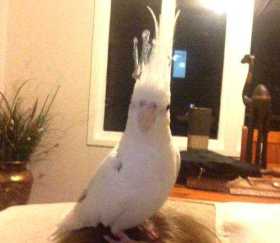 Lost Cockatiel