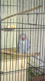 Lost Indian Ringneck Parakeet