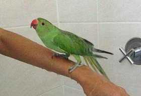 Lost Indian Ringneck Parakeet