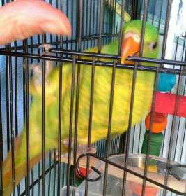 Lost Lory / Lorikeet
