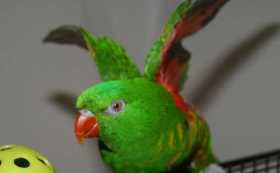 Lost Lory / Lorikeet