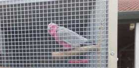 Lost Galah Cockatoo