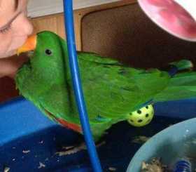 Lost Eclectus