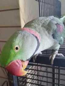 Lost Alexandrine
