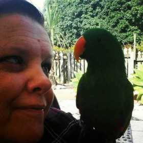 Lost Eclectus