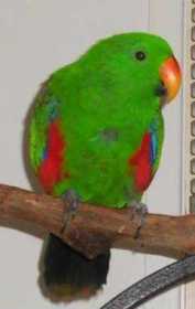 Lost Eclectus