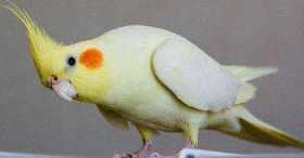 Lost Cockatiel