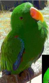 Lost Eclectus