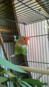 Lost Lovebird