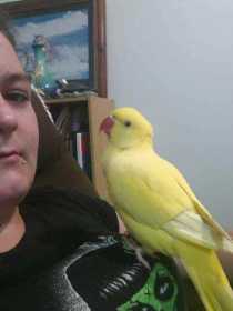Lost Indian Ringneck Parakeet