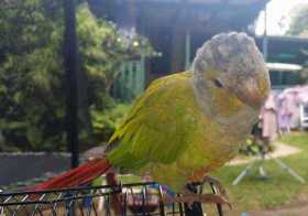 Lost Conure