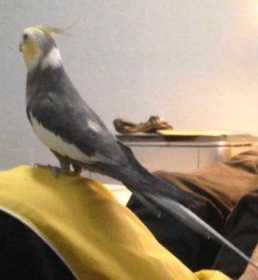 Lost Cockatiel