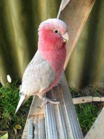 Lost Galah Cockatoo