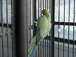 Lost Indian Ringneck Parakeet